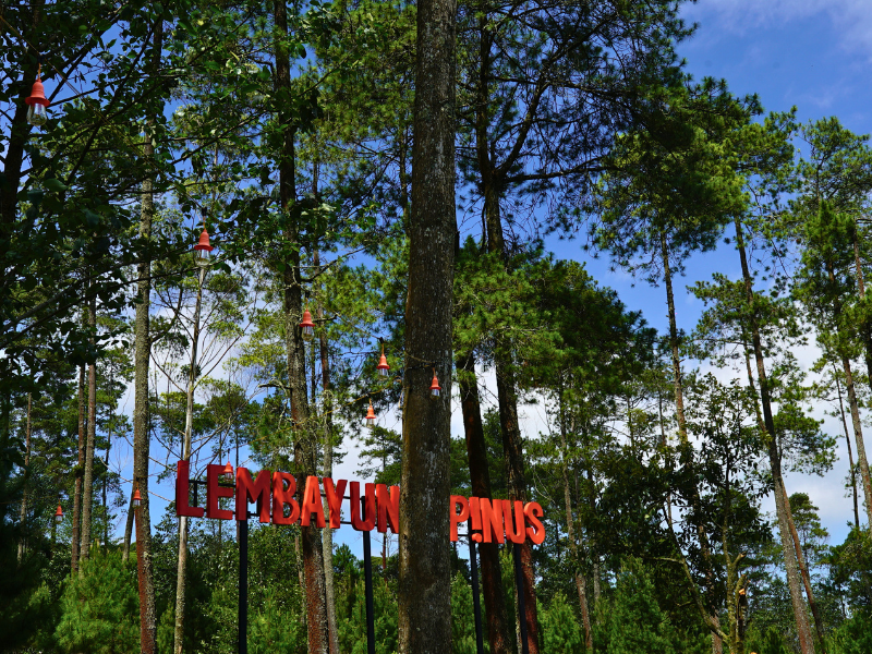 Sambutan Hangat Lembayung Pinus