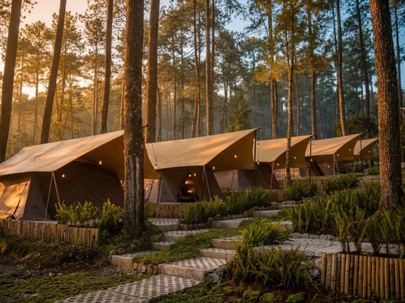 Senja Hangat di Pelukan Pinus